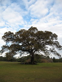 Fig Tree